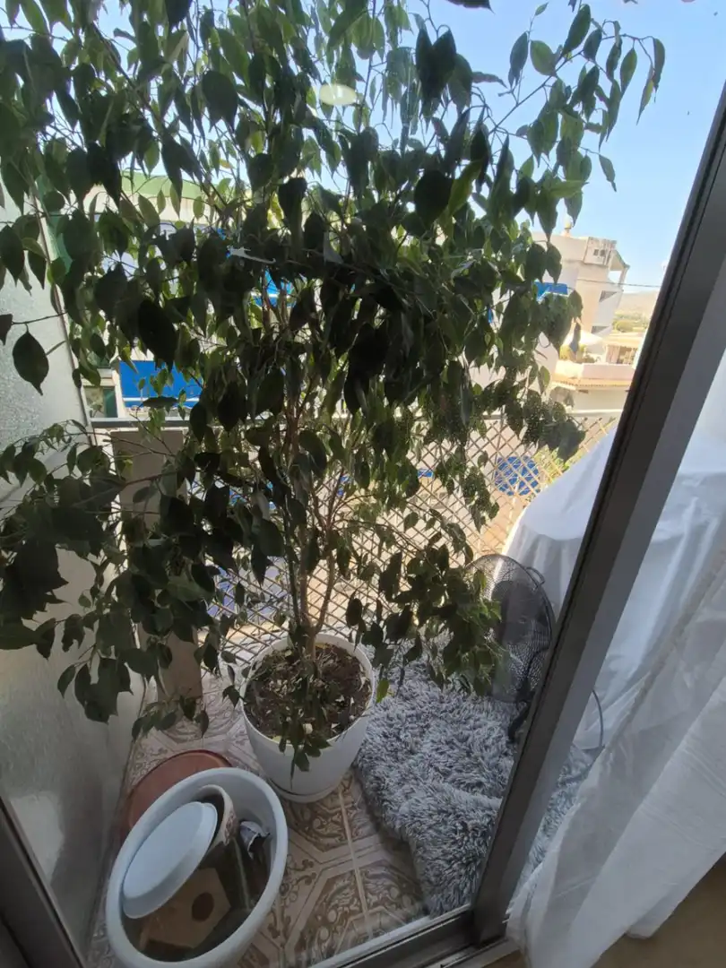 Appartement compact avec terrasse à vendre à Centro Urbano, imagen 8