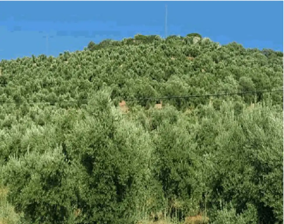 Terreni e lotti in vendita a Navas de San Juan, imagen 4
