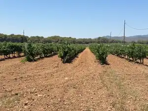 Terreno en venta en Banyeres del Penedès