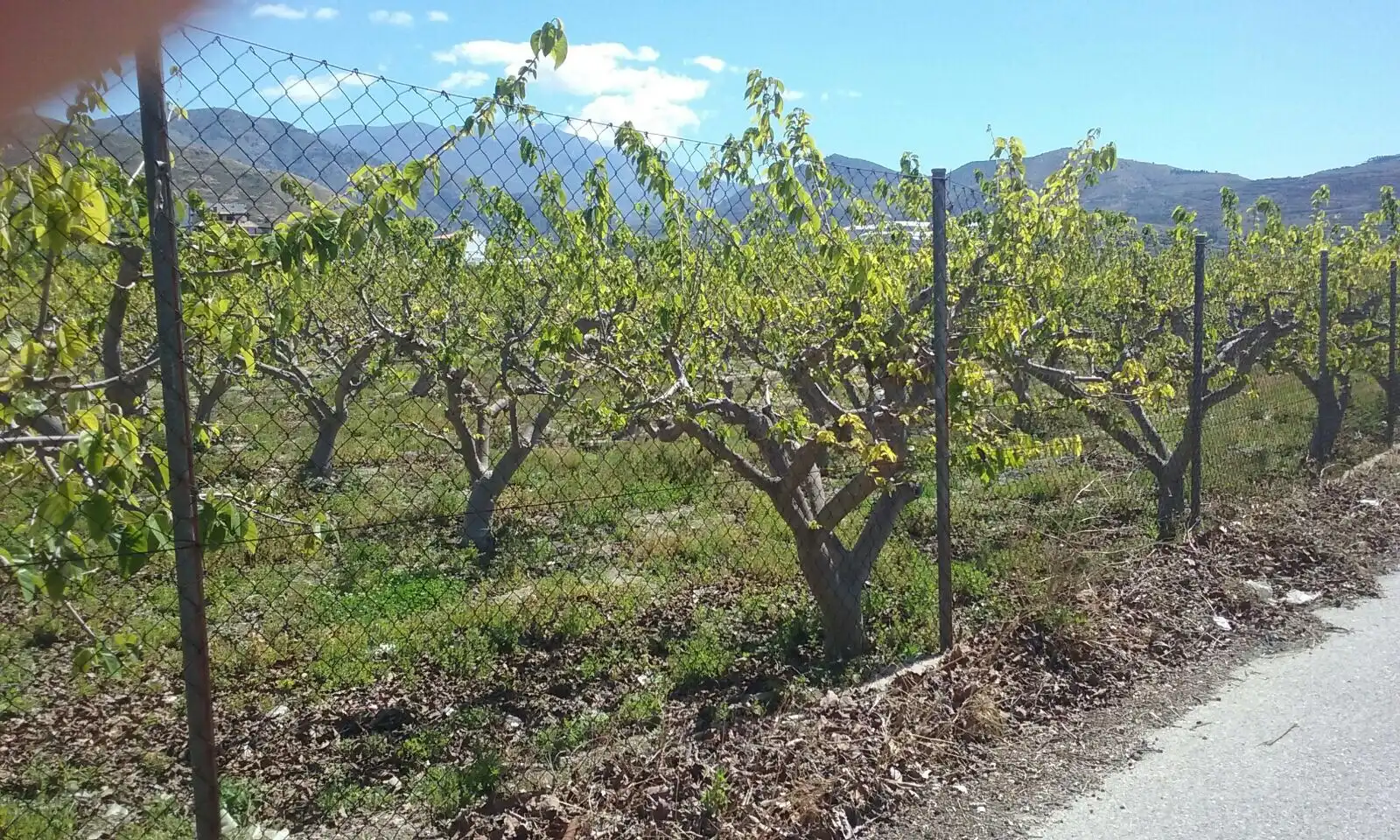 Terreni e lotti in vendita a Calle Alceo, imagen 7