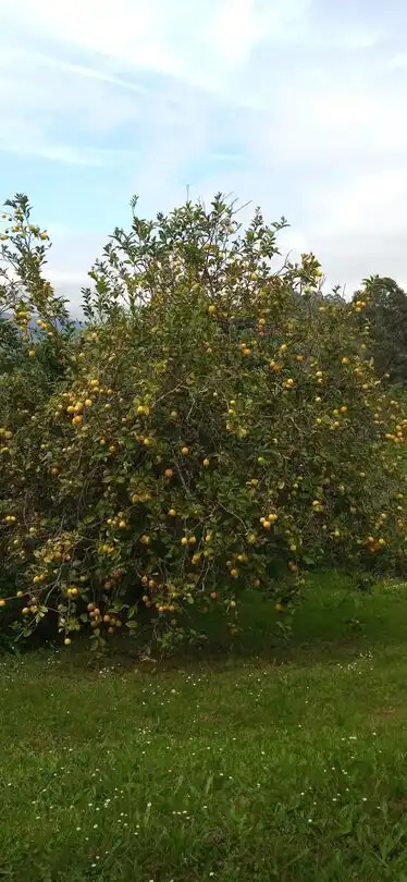 Jardí de Casa o xalet de lloguer en Villaviciosa amb Calefacció, Jardí privat i Terrassa