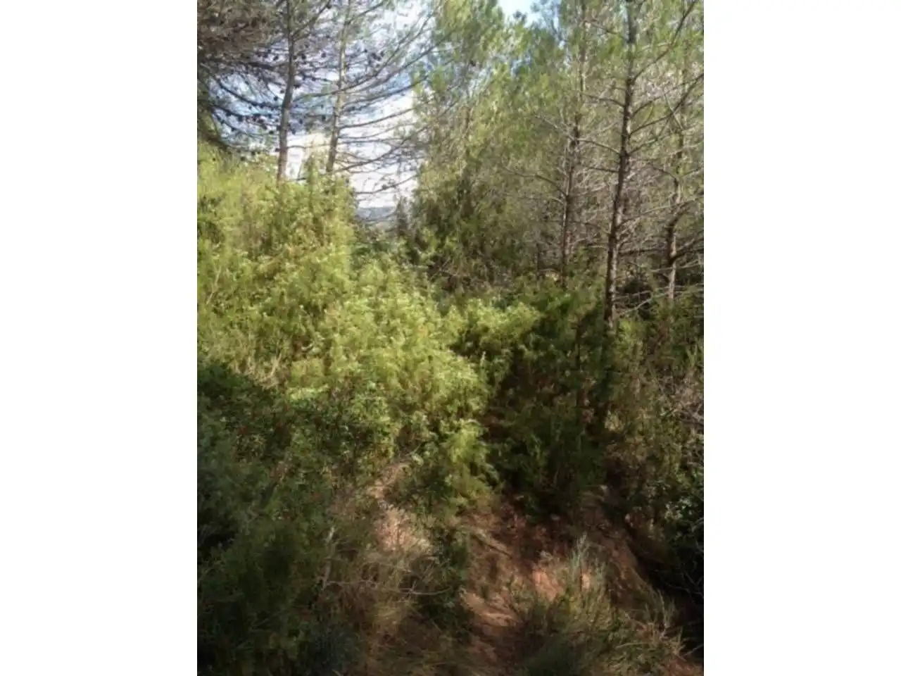 Terreny residencial en venda a Carrer de Calella, imagen 3