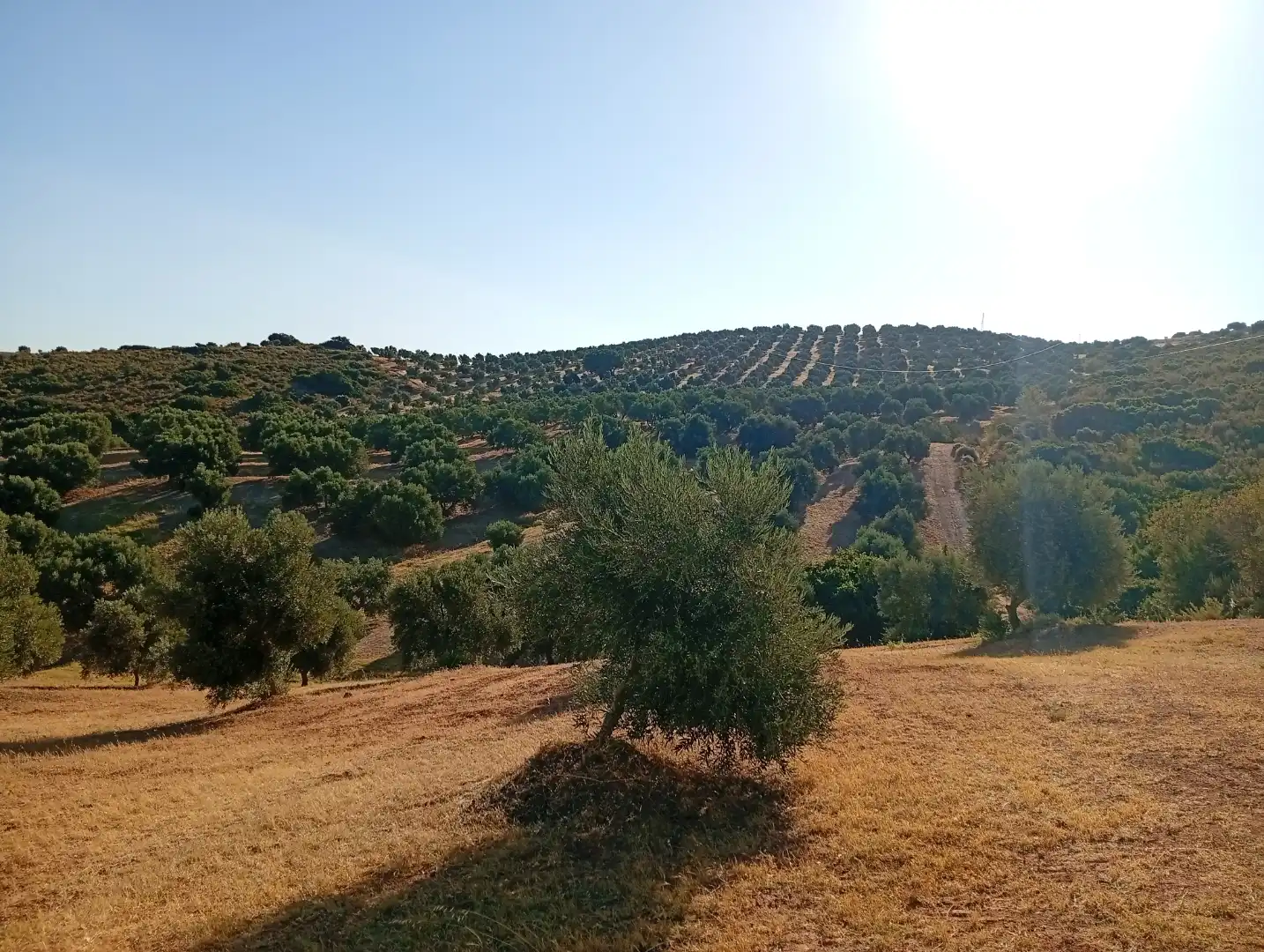 Grundstücke zum Verkauf in Valle de Abdalajís