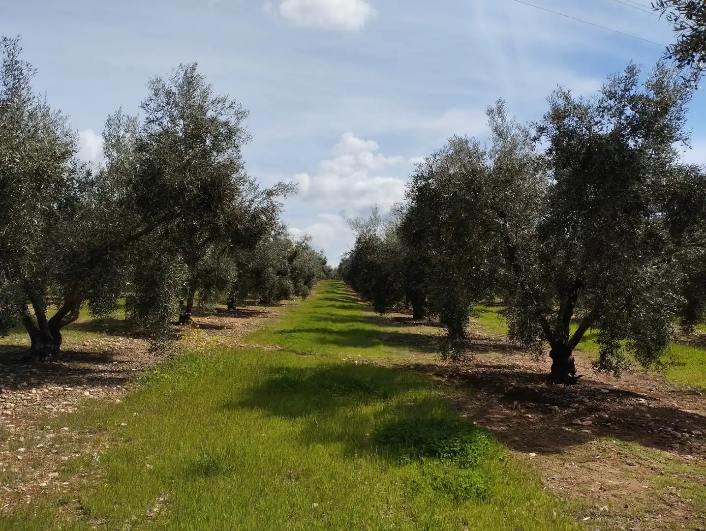 Terreno rustico in vendita a Calle los Yesares, imagen 5