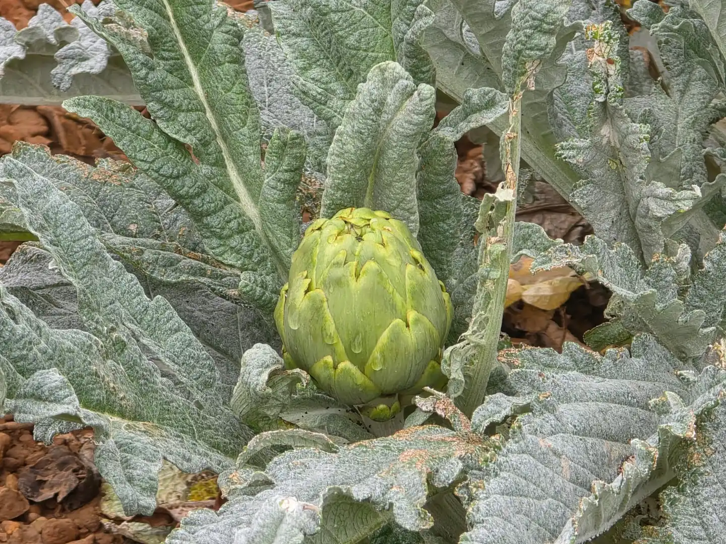 Terreno rustico in vendita a Santa Bàrbara, imagen 46
