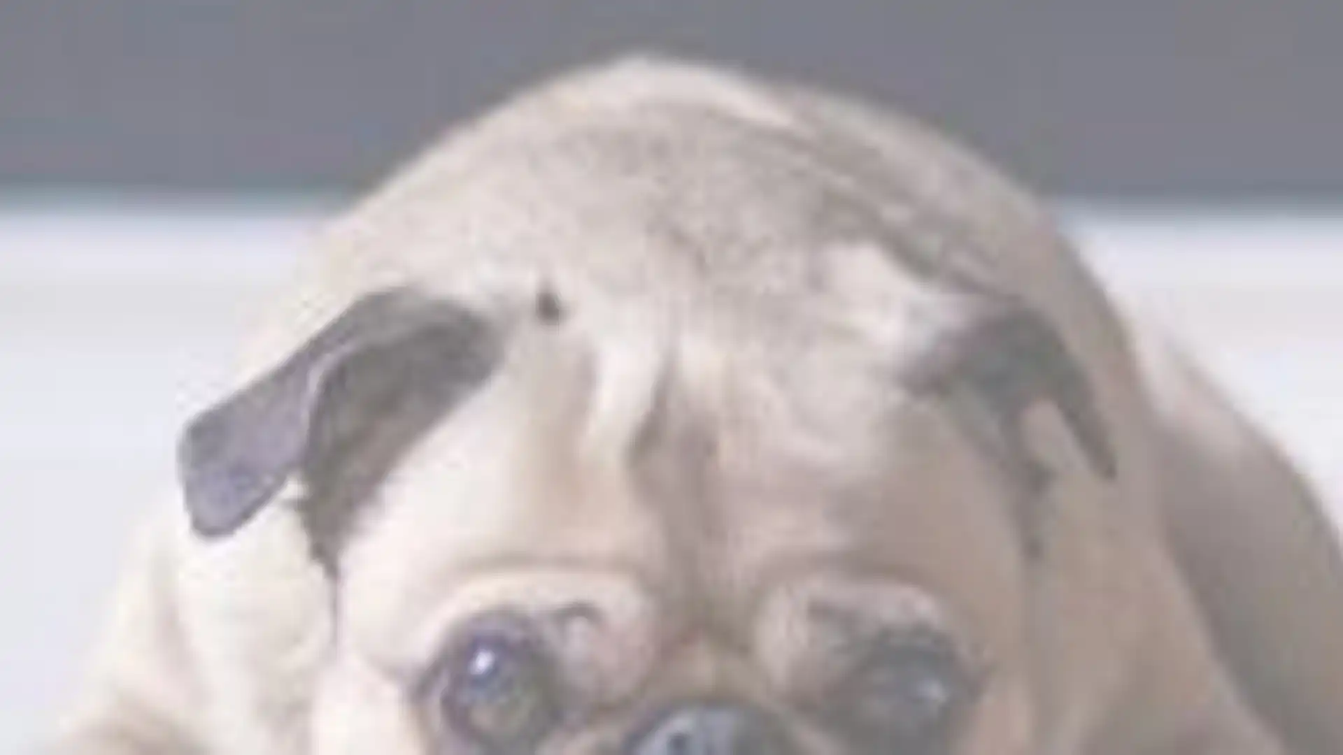 Premises for sale in Llanera de Ranes