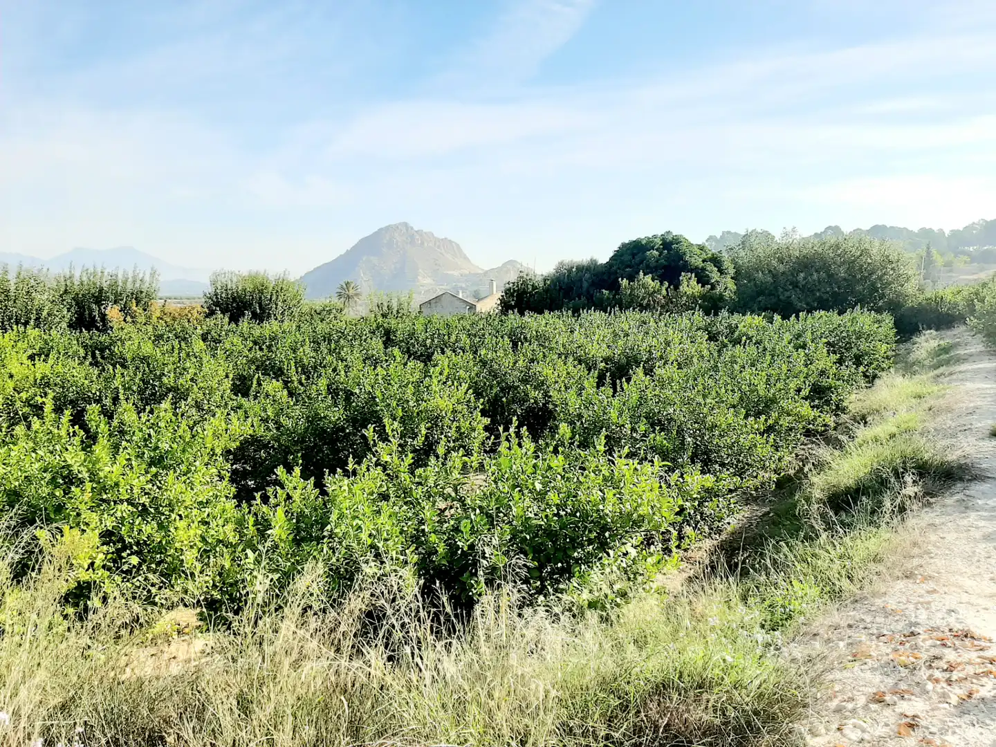 Rural land for sale in Ojós, imagen 7