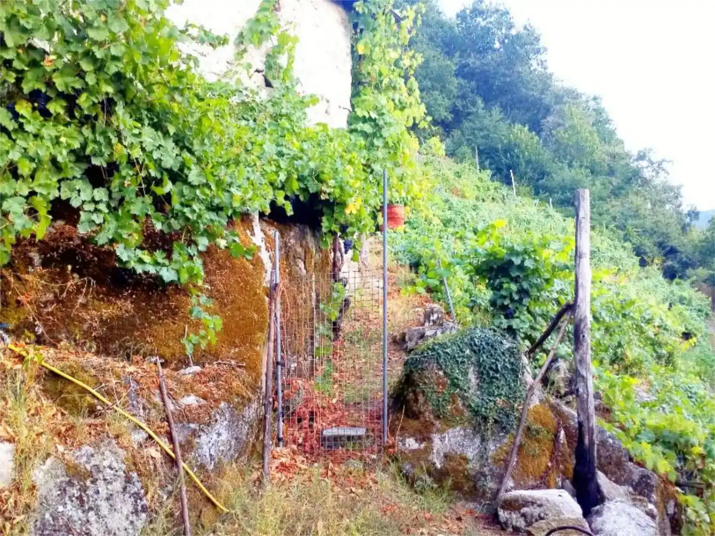 Terreno en venta en O Saviñao 
