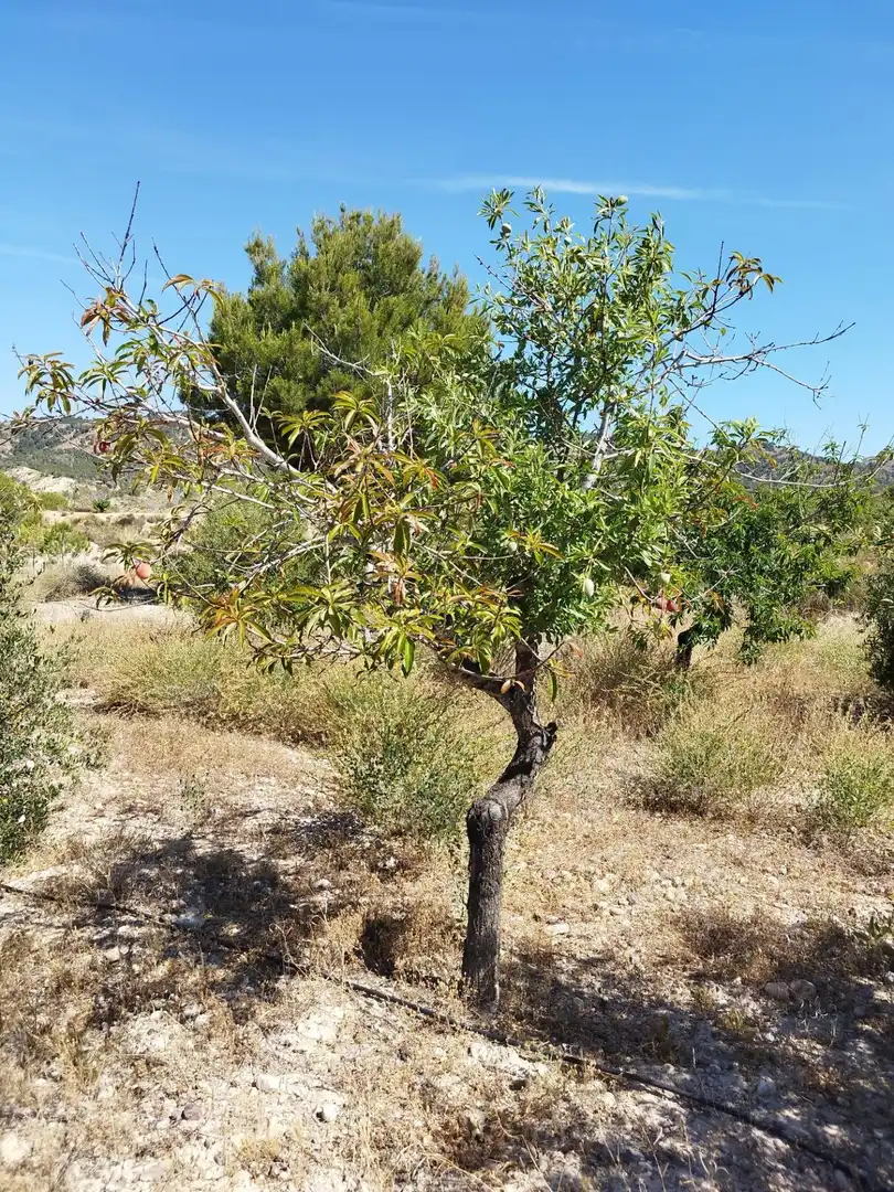 Casa o chalet en venta en Murcia con Trastero y Amueblado