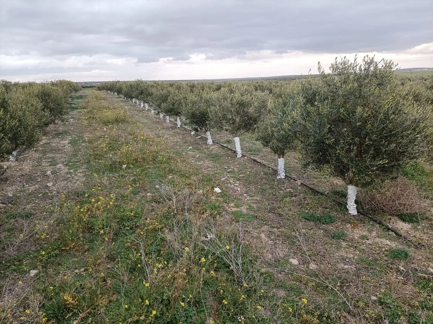 Terreni e lotti in vendita a Villaminaya, imagen 6