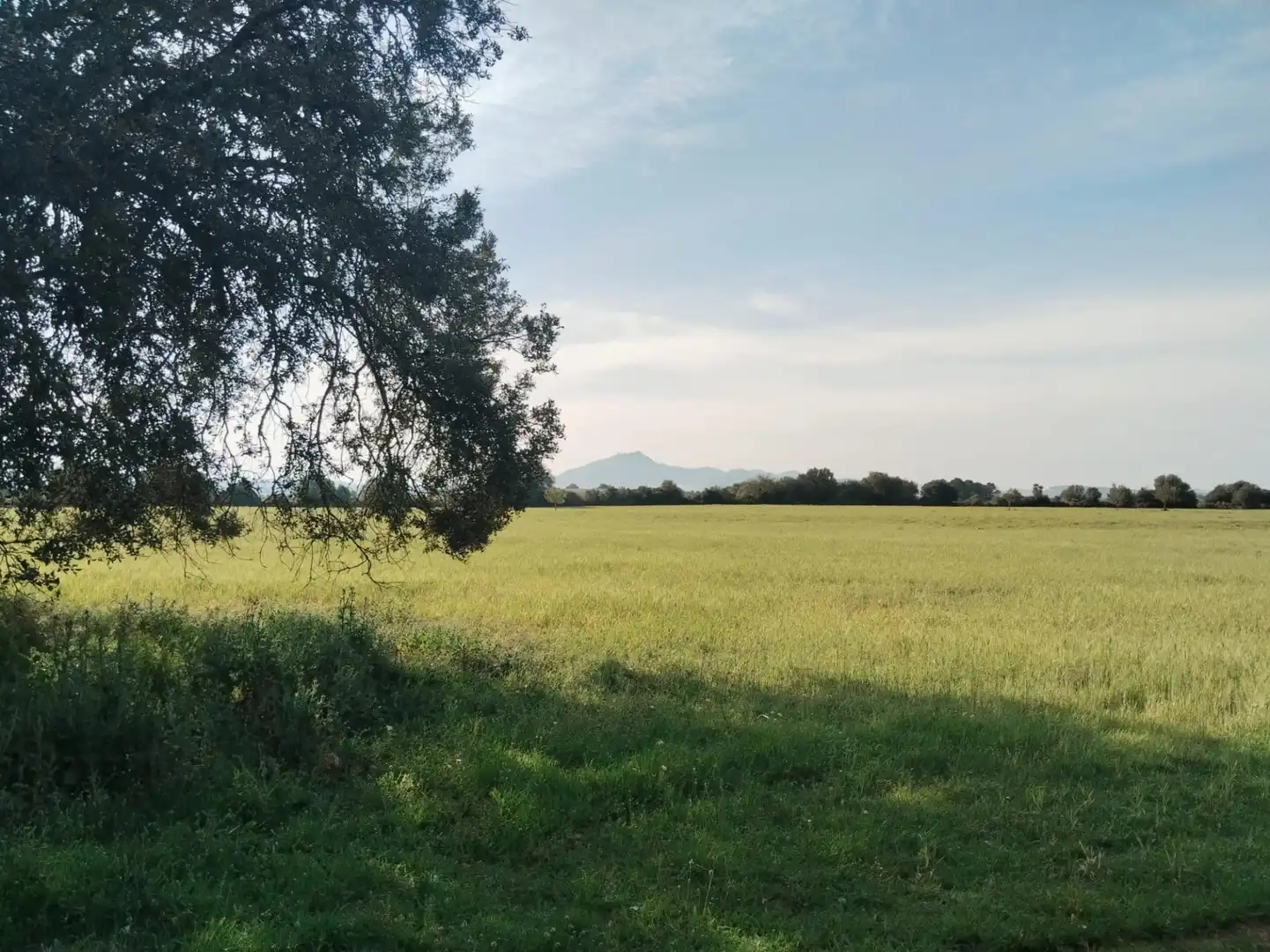 Rural land for sale in Felanitx Poble, imagen 2