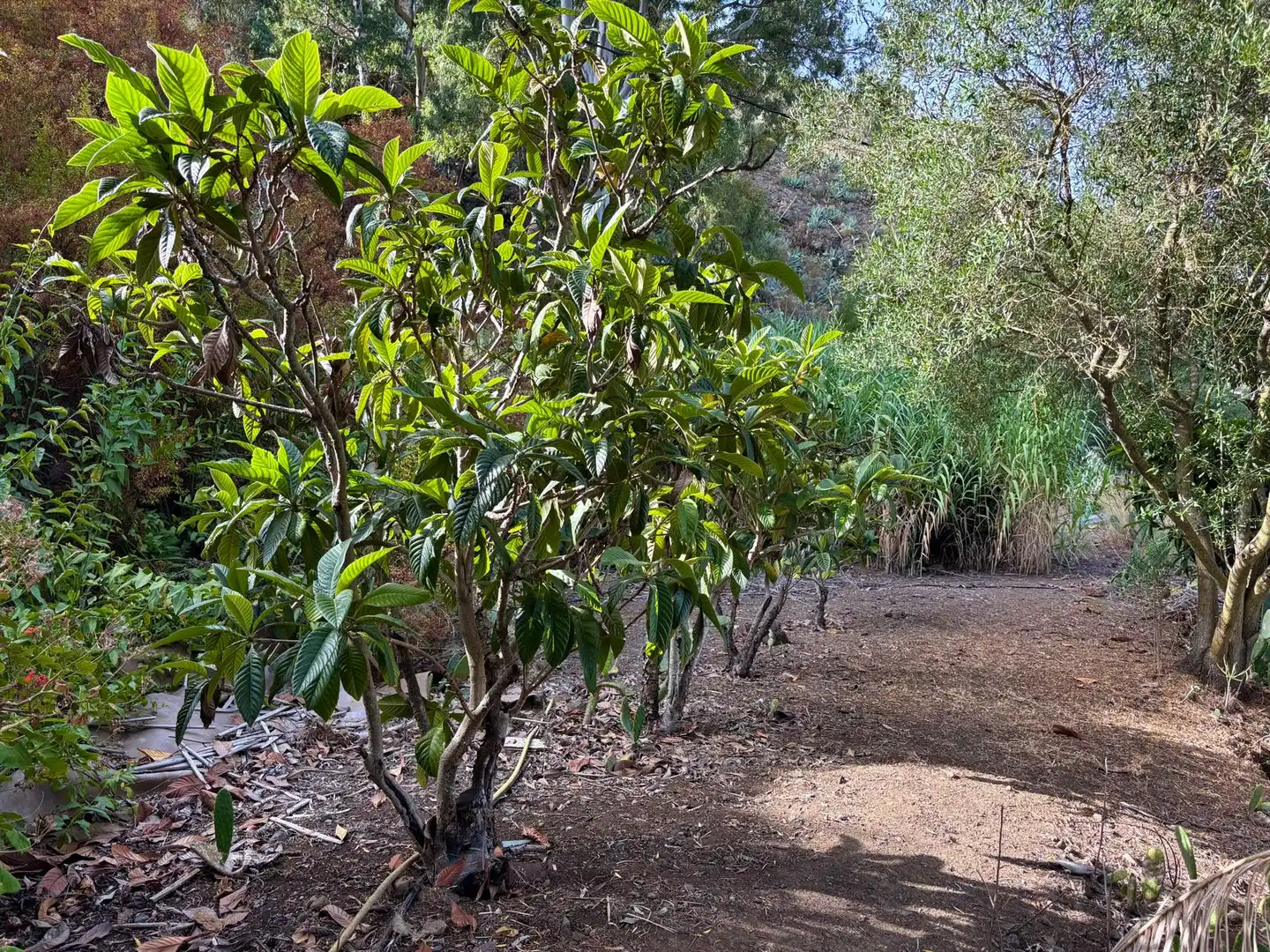 Finca rústica en venda en Santa Brígida amb Rentadora