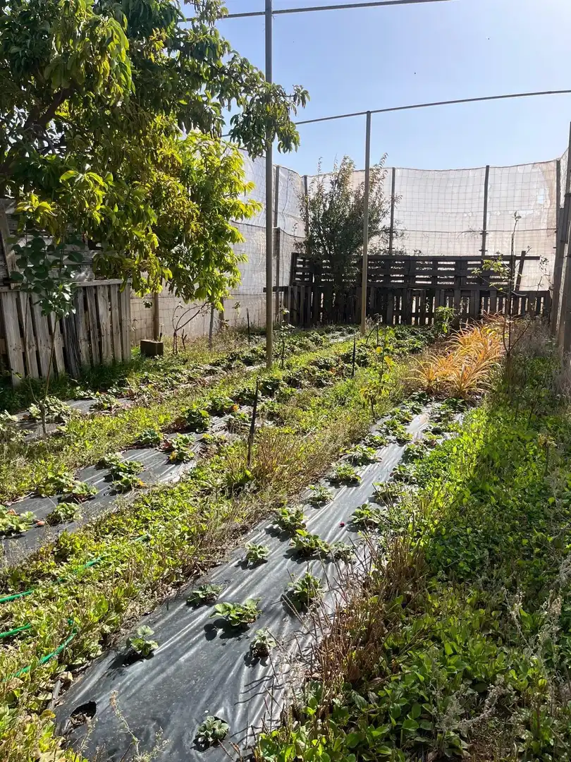 Jardín de Residencial en venta en El Pinar de El Hierro