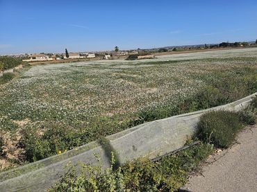 Rural land for sale in Los Montesinos