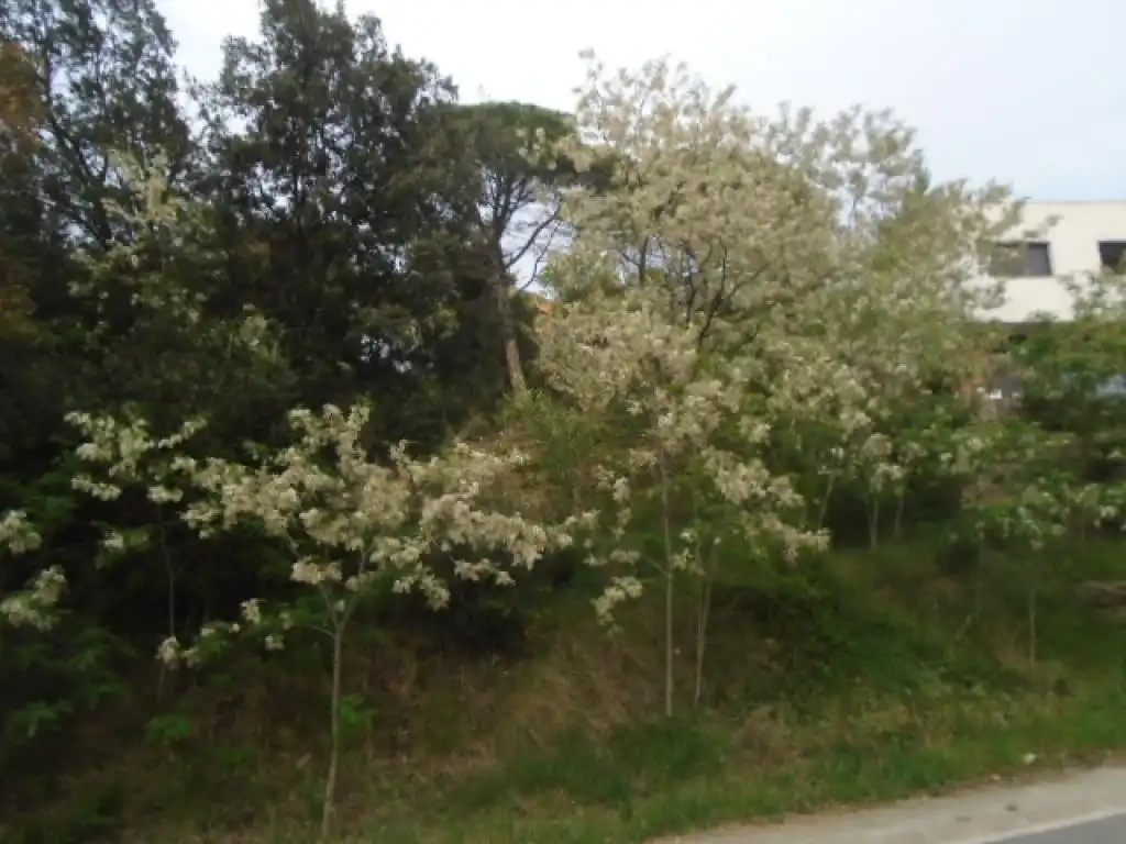 Terreno rustico in vendita a PUIG DE LA CORONA, imagen 5