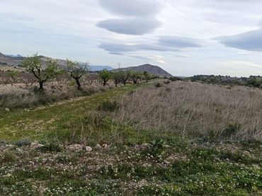 Terreny rústic en venda a Hondón de las Nieves / El Fondó de les Neus