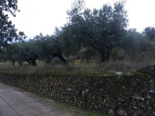 Terreno en Venta en Plaza San Miguel, 4 en Sierra de Fuentes