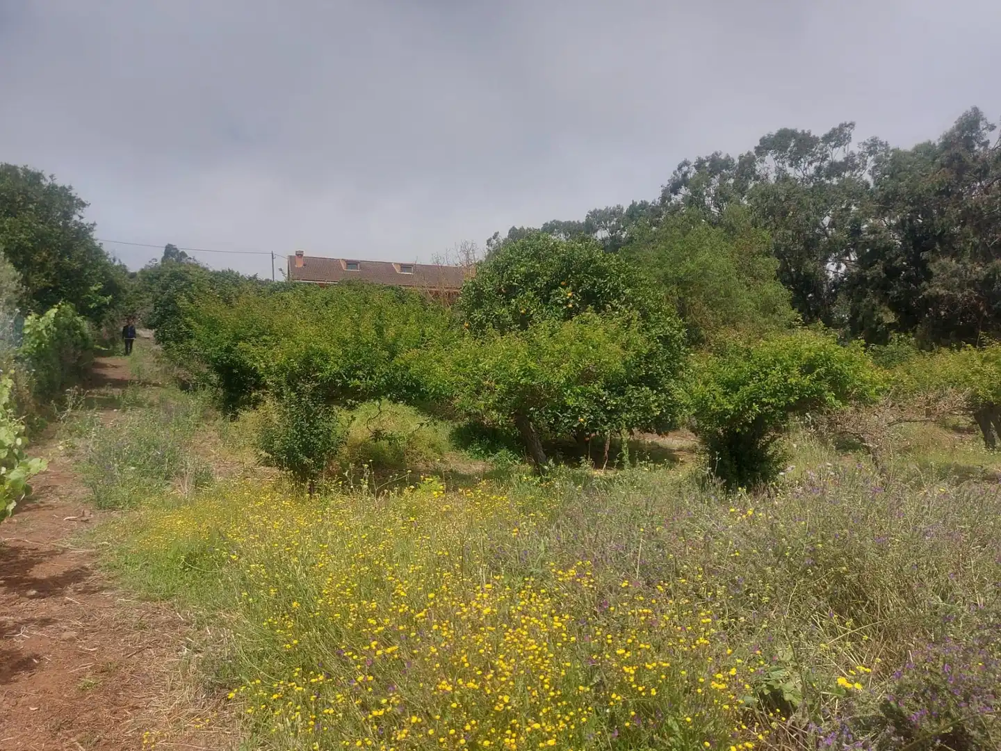 Finca rústica en venta en El Rosario con Jardín privado, Terraza y Alarma