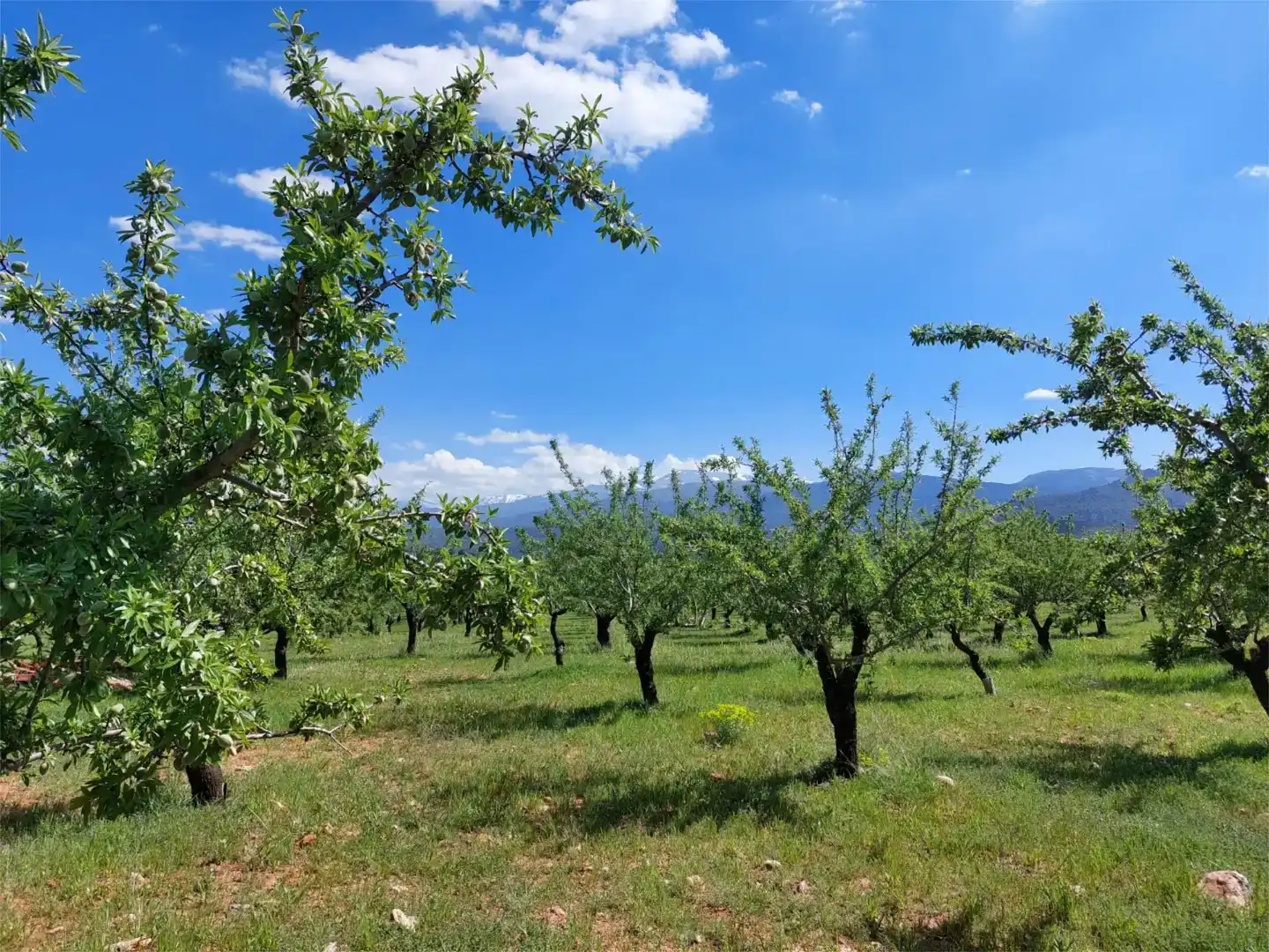 Finca rústica en venda en La Peza