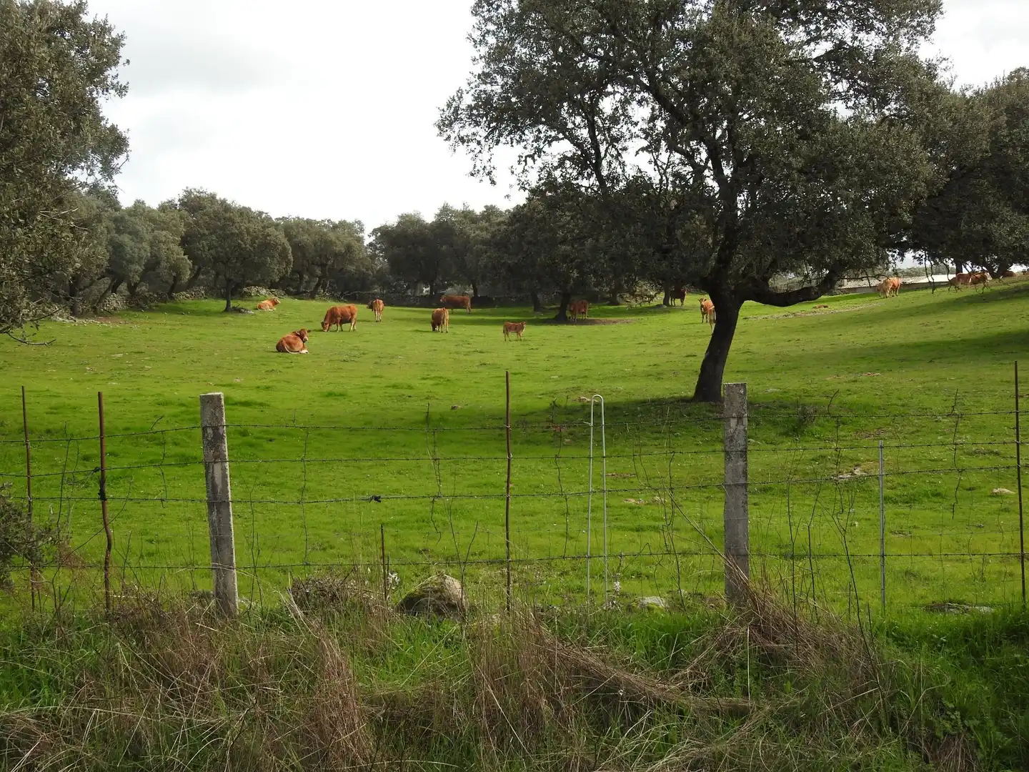Terreni e lotti in vendita a Navamorcuende, imagen 4
