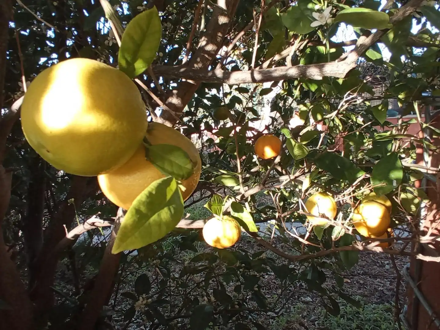 Jardí de Casa o xalet en venda en Santa Brígida amb Jardí privat, Terrassa i Traster