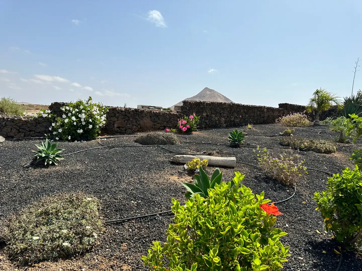 Jardí de Casa o xalet en venda en La Oliva amb Aire condicionat, Jardí privat i Terrassa