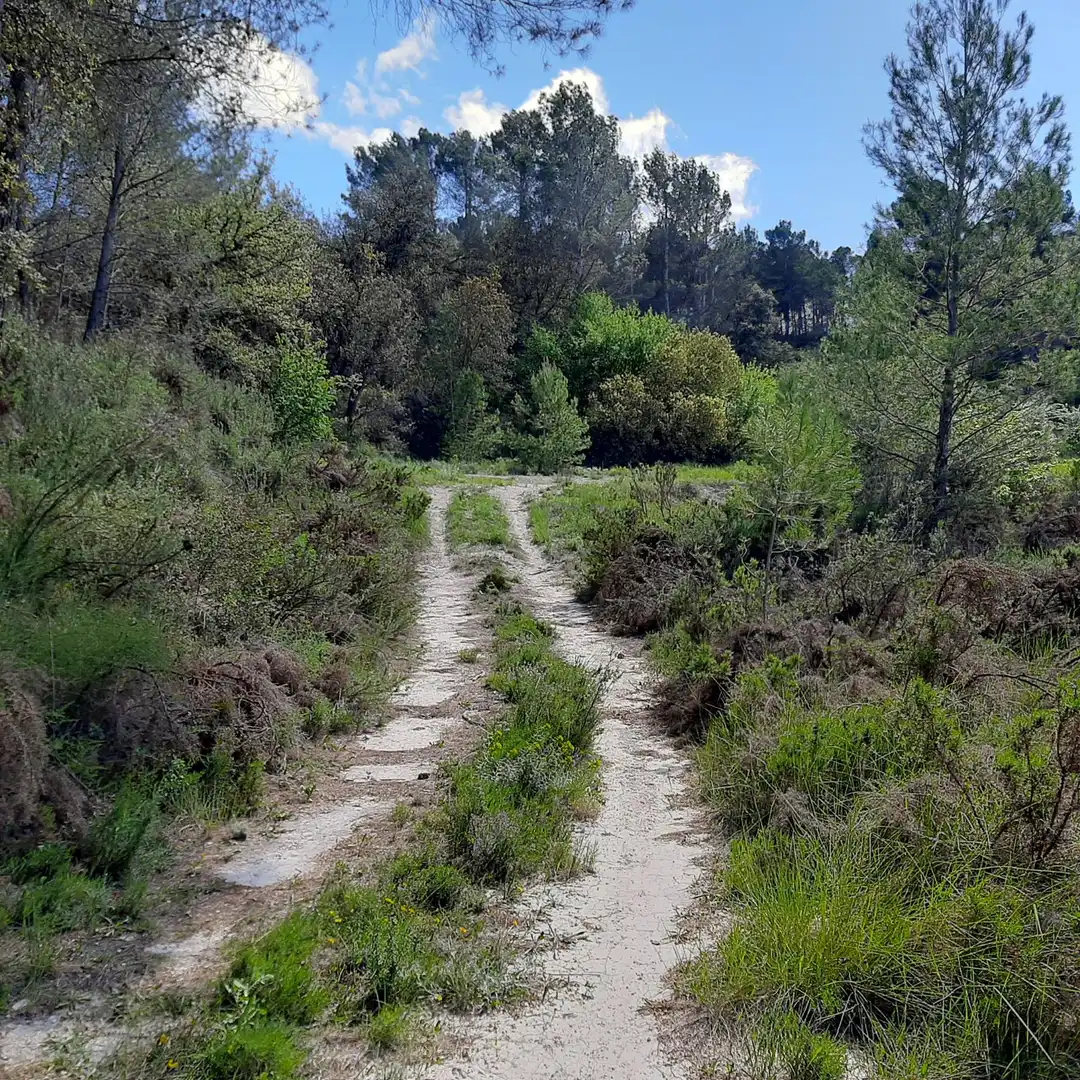 Terrain rustique à vendre à Planes, imagen 10
