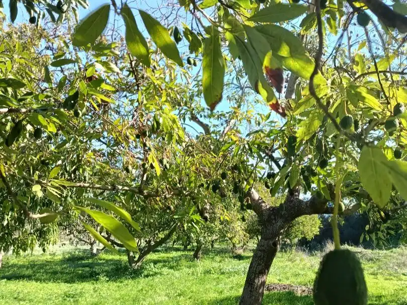 Garden of Land for sale in Mijas