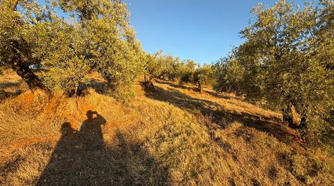 V14900 OLIVAR DE SECANO OPCION REGADÍO, immagine 2