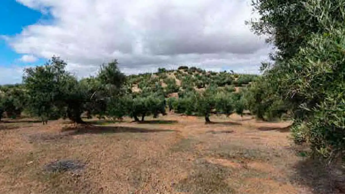 Terreni e lotti in vendita a Torredonjimeno, imagen 7