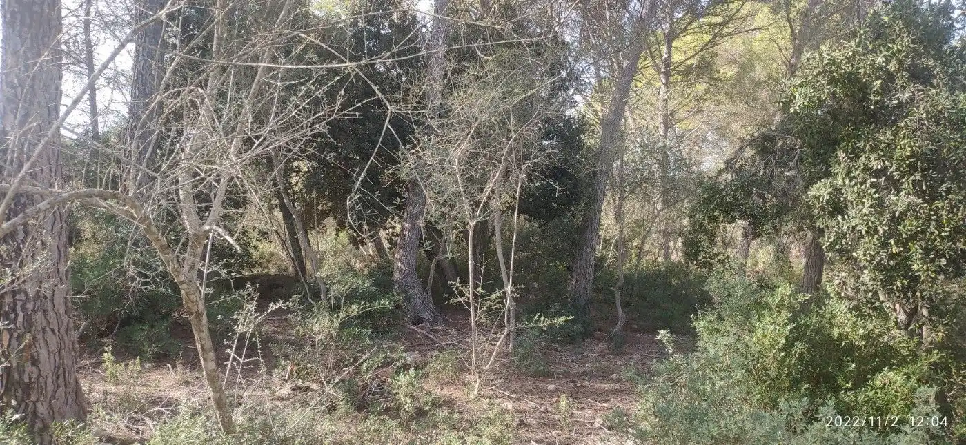 Terrain résidentiel à vendre à Algaida, imagen 8