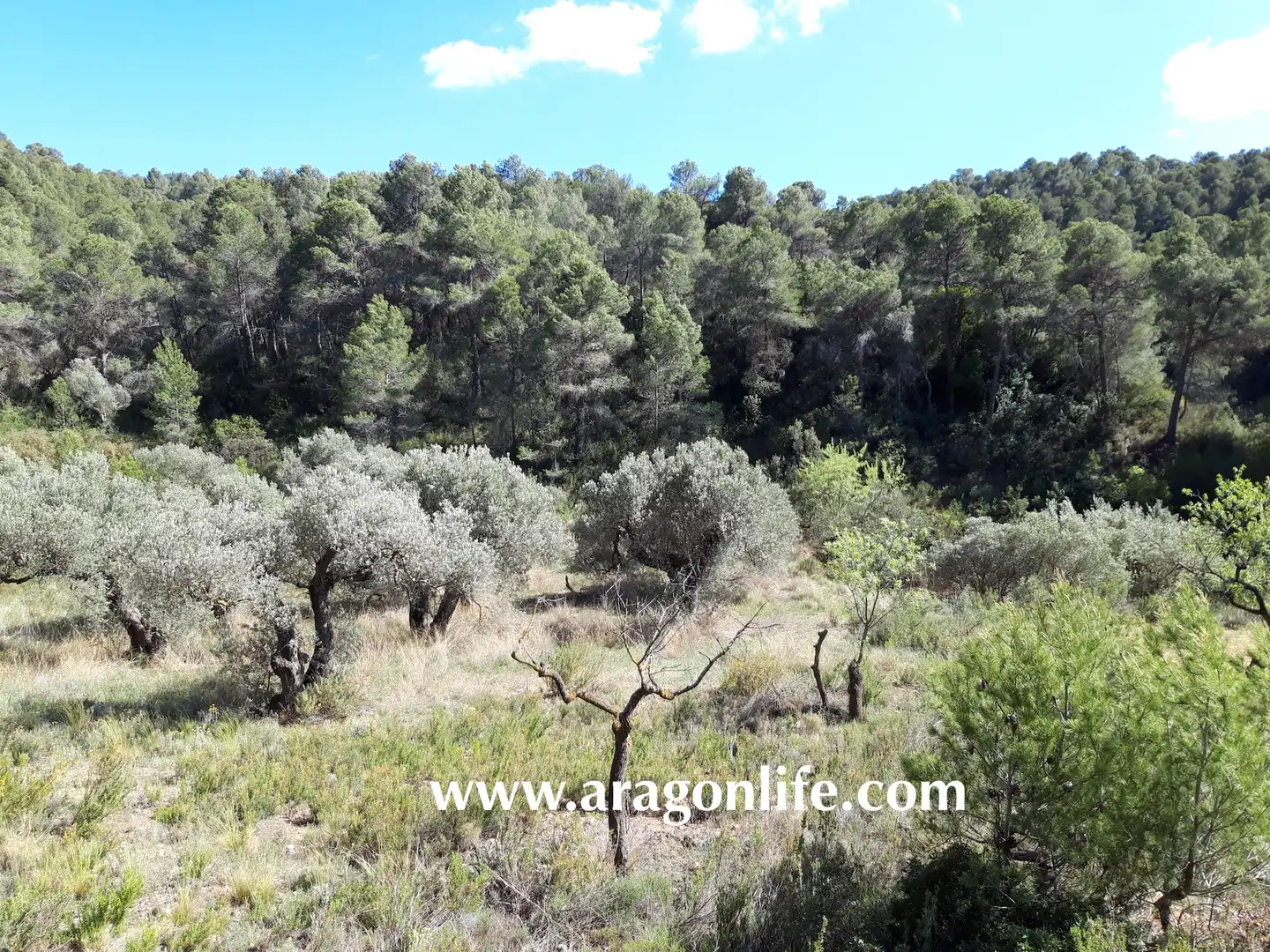 Rural land for sale in Gandesa