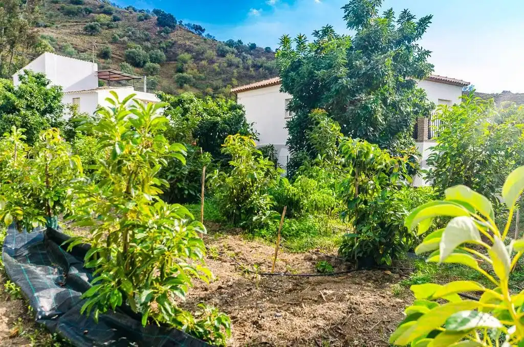 Terreno rústico en venta en Canillas de Aceituno, imagen 6