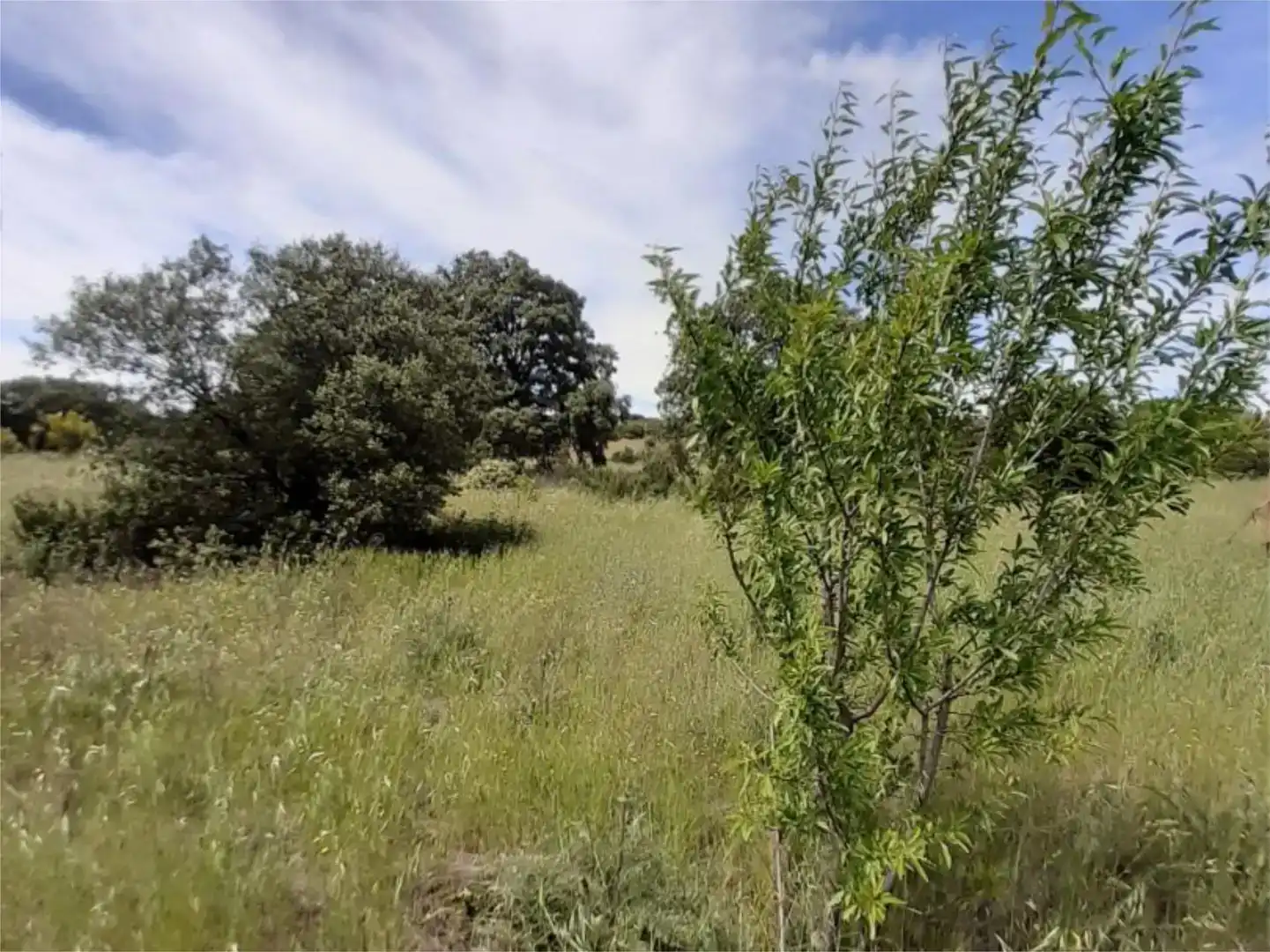 Terreno en venta en Brazatortas