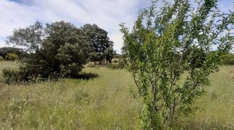 Foto 3 de Terreno en venta en Brazatortas, Ciudad Real