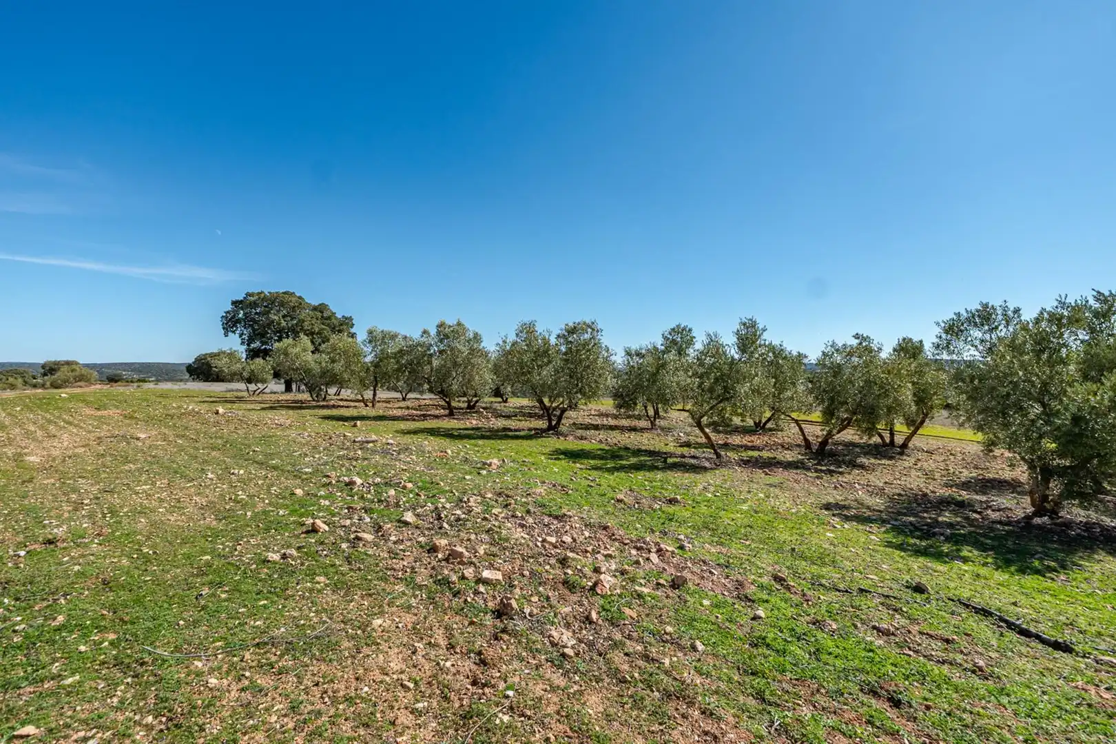 Finca rústica en venta en Polígono Polígono 123 Paraje 187 TERCERO, 18, Argamasilla de Alba