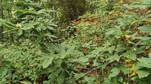 Photo 2 of Land for sale in Calle la Rosa, Cuesta de la Villa, Santa Cruz de Tenerife