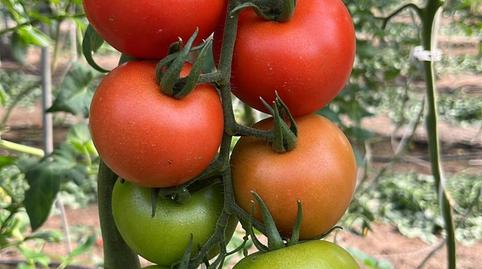 Foto 3 de Residencial en venda a Pozo de los Frailes - Presillas - Albaricoques, Almería