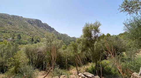 Foto 2 de Terreno en venta en Camí de Sa Coma Freda, 43, Andratx pueblo, Andratx