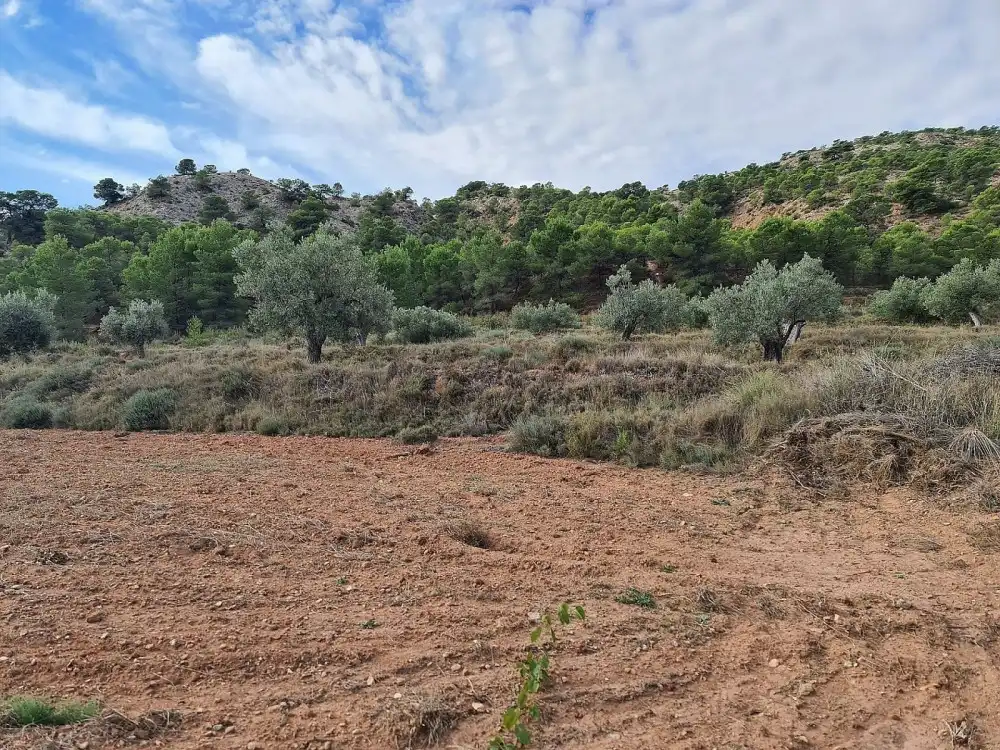 Terreno residencial en venta en El Pinós / Pinoso, imagen 6