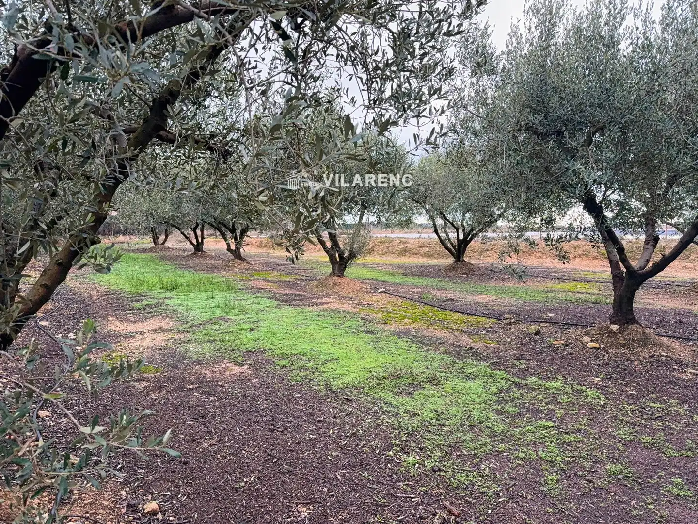 Terrain rustique à vendre à Vallmoll, imagen 30