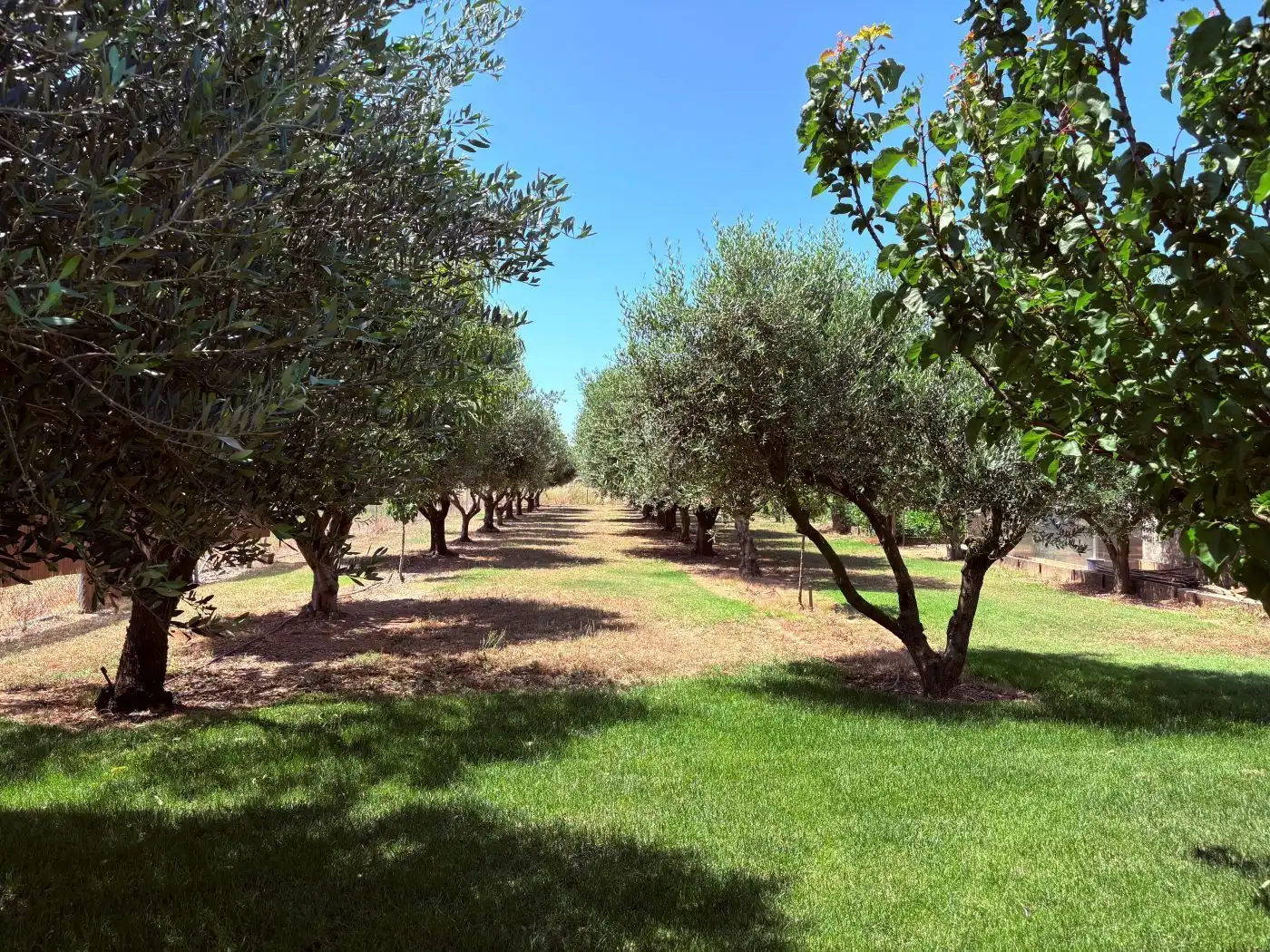 Jardí de Casa o xalet en venda en Castelló d'Empúries amb Aire condicionat, Calefacció i Jardí privat