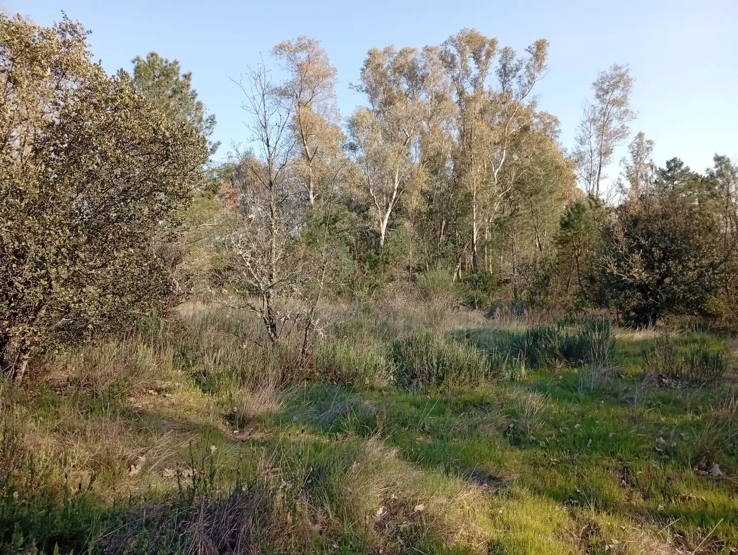 Terreni e lotti in vendita a Villanueva de la Vera, imagen 86