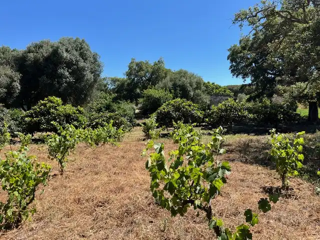 Finca rústica en venta en Vejer de la Frontera