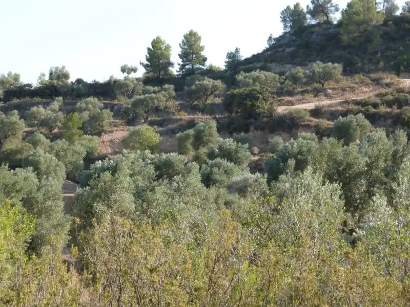 Finca rústica en venta en Calaceite