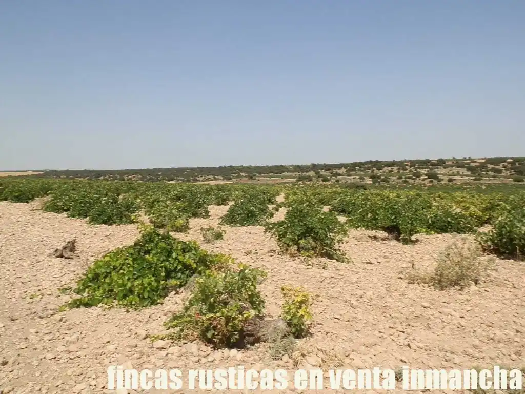 Terreni e lotti in vendita a Mota del Cuervo, imagen 7