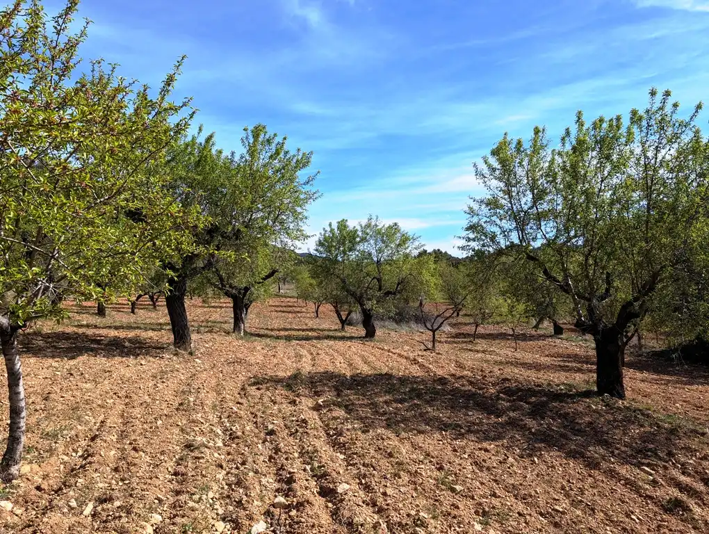 Terreni e lotti in vendita a Fuentespalda, imagen 7