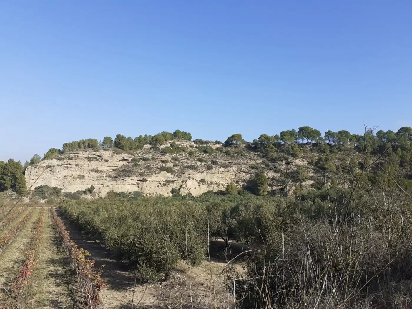 Finca rústica en venda en Ginestar