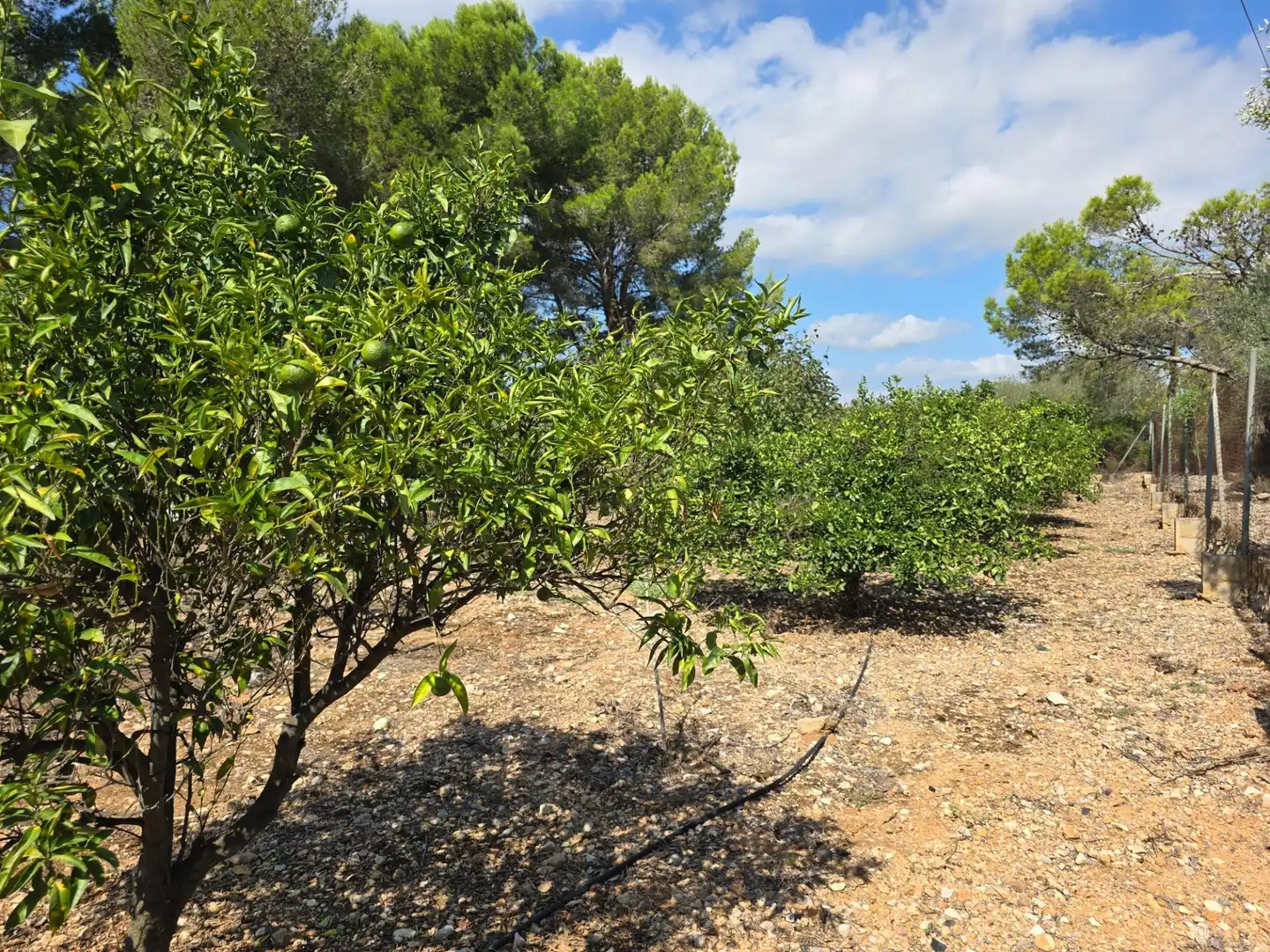 Finca rústica en venta en Freginals con Jardín privado