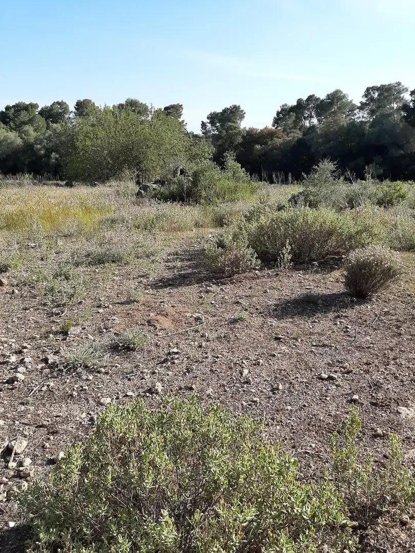Terrain rustique à vendre à Sant Joan, imagen 4